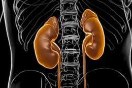 A graphic depicting kidneys